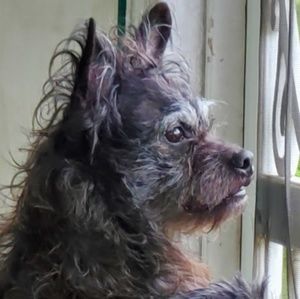 Meet your Posher, Holly